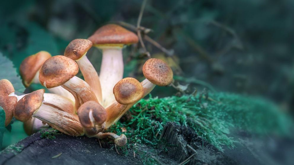 Según la ley británica, los hongos mágicos son medicamentos de Clase A y por lo tanto su posesión o venta es ilegal