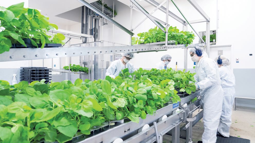 Medicago usa una especie particular de planta para imitar al coronavirus