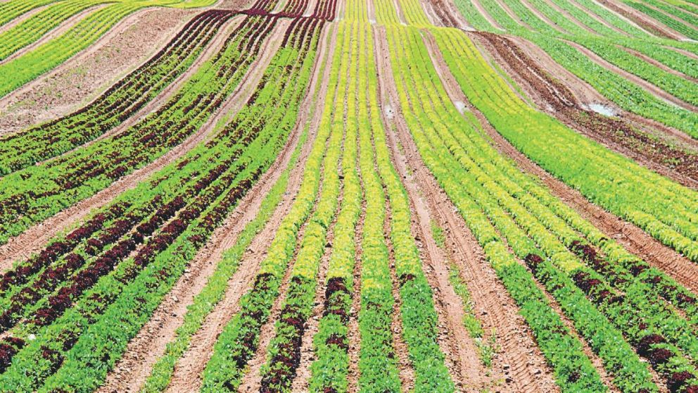 Agricultura ecológica: cómo producir alimentos de manera sustentable