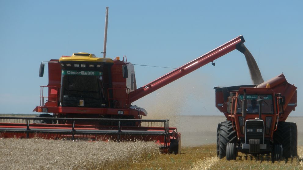 Anticipan cosecha de 20 millones de toneladas del cereal