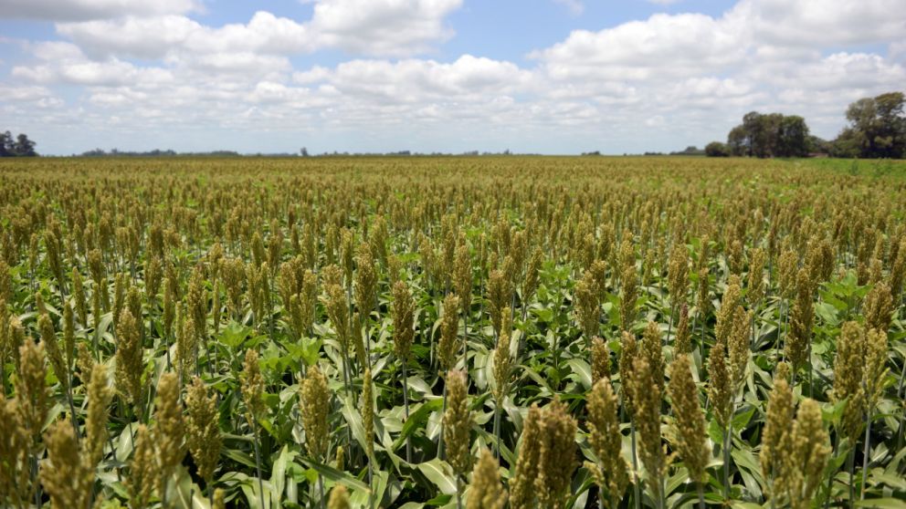 Se espera una cosecha de 3,3 millones de toneladas de sorgo