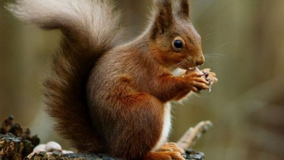 La ardilla vientre colorado ingresó al país en la década de 1970