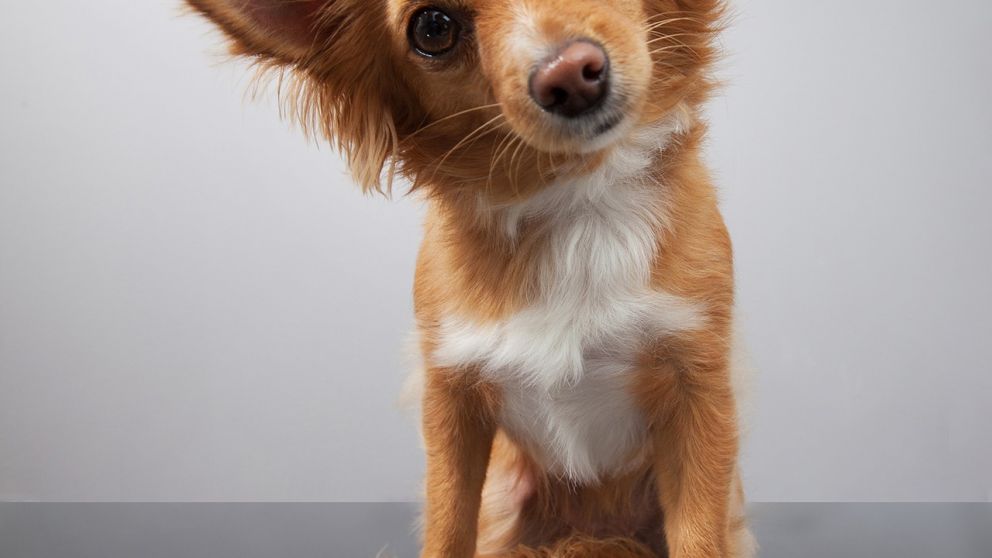 Día del animal: cuánto sale mantener una mascota