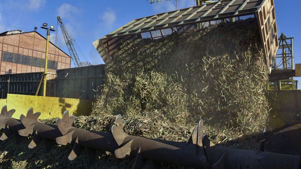 A finales de mayo empezará la zafra