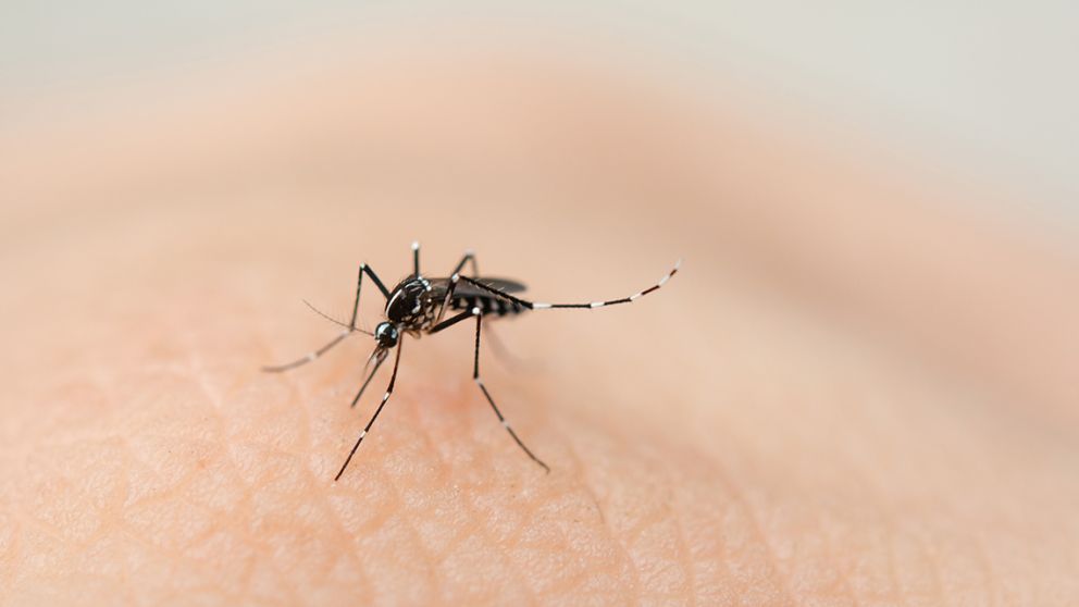 Nueva invasión de mosquitos: ¿Qué pasa con el dengue?