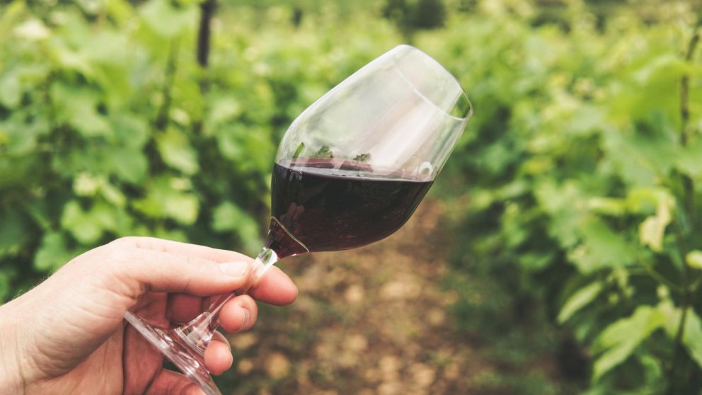 A diferencia de su "prima francesa" de Cahors, la uva Malbec argentina tiene carácter más frutado