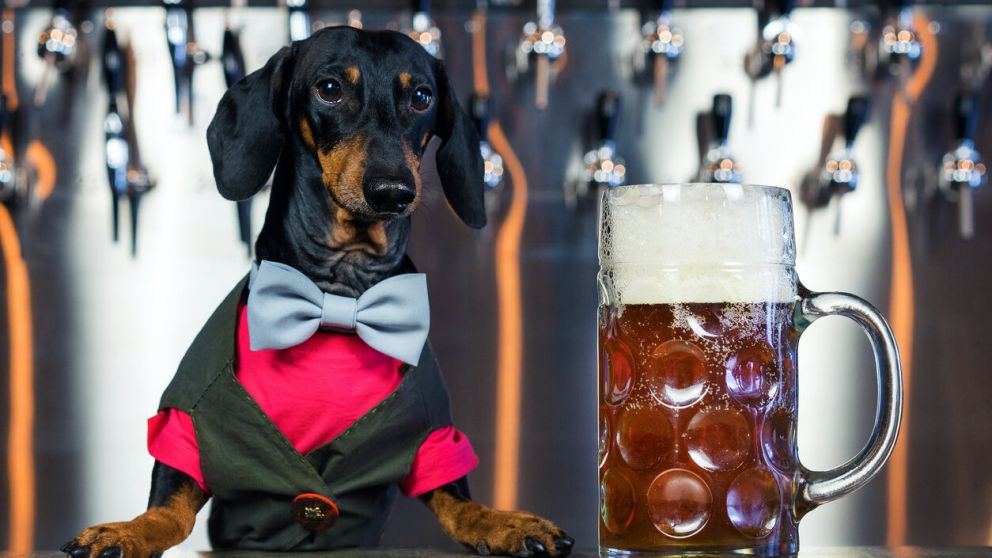 Los perros que busca Busch deben tener un "paladar refinado" y "un sentido del olfato excepcional"