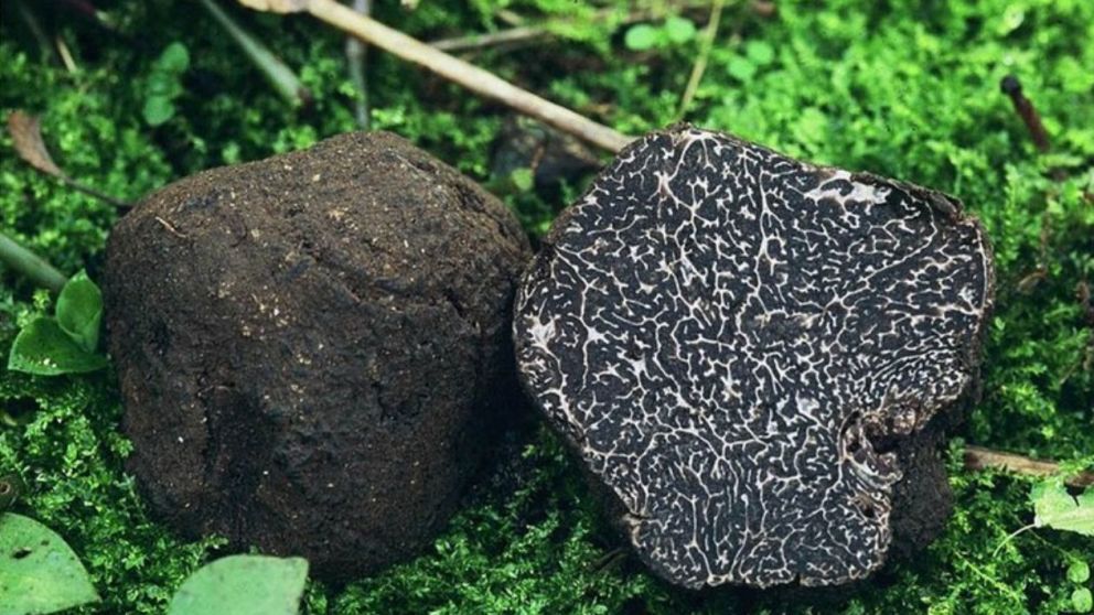 Las trufas de Perigord pueden tener un costo de 1500 euros por kilo