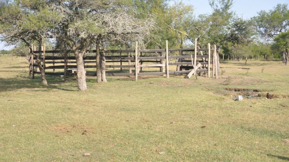 Cámara Argentina de Inmobiliarias Rurales: "La demanda para alquilar campos
está muy sostenida"