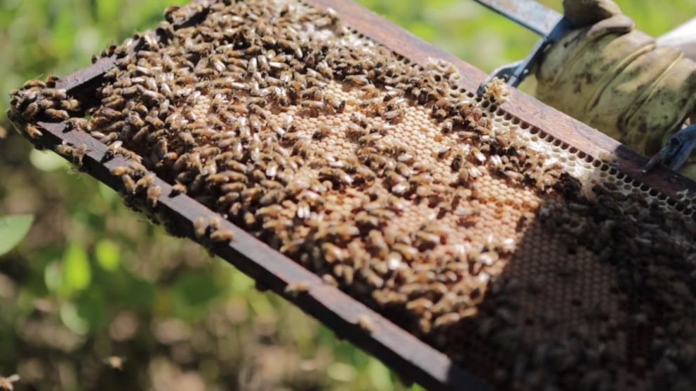 Beeflow aplica tecnología para aumentar el rendimiento de los cultivos a través de la polinización de las abejass