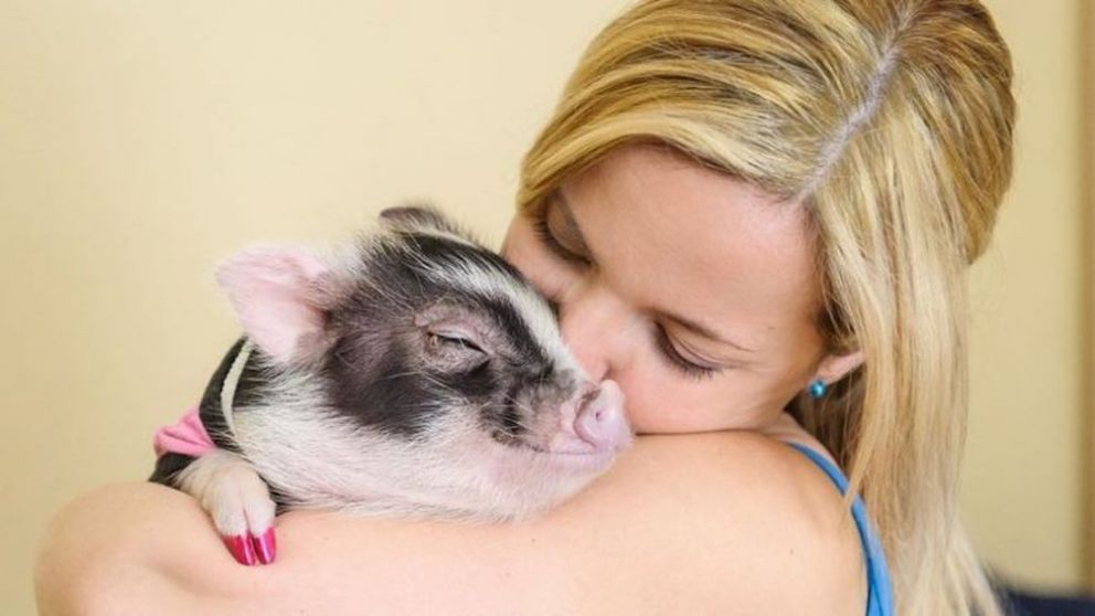 Cerdos mini pig, las nuevas mascotas elegidas por los argentinos