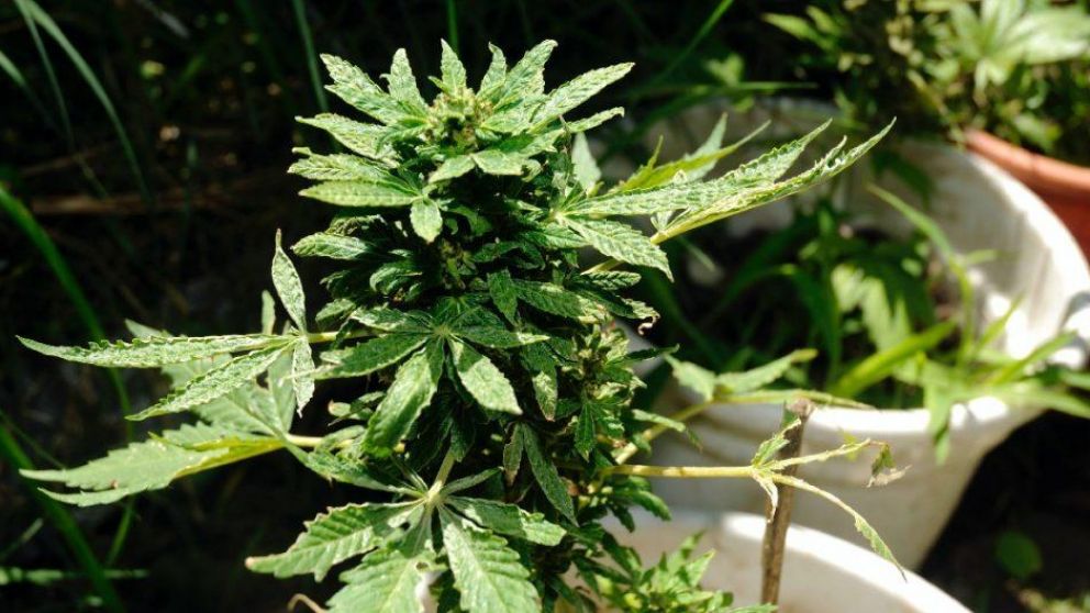 Nueva York avanza en la legalización del consumo de marihuana