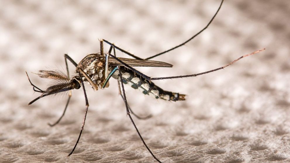 Cómo prevenir el dengue