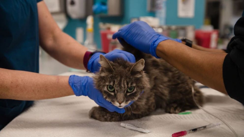 Un gato muri� por complicaciones a causa del coronavirus