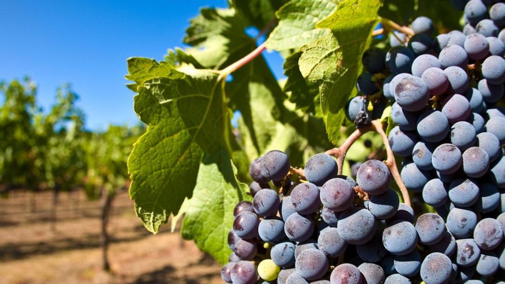 El mosto de uva regresa a Brasil en el corto plazo