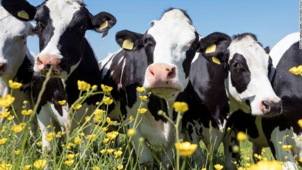 Felices las vacas: podrían seguir comiendo igual y reducir sus emisiones de gas metano
