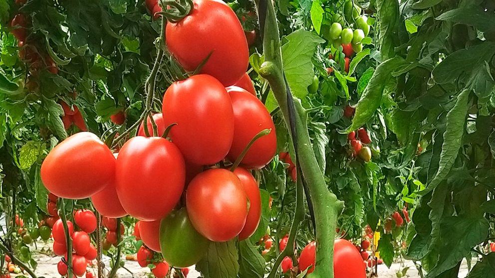 Los tomates perita tendr�n precio de referencia a la exportaci�n