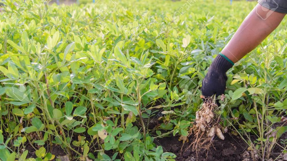 El maní, un cultivo estrella que se siembra en Córdoba