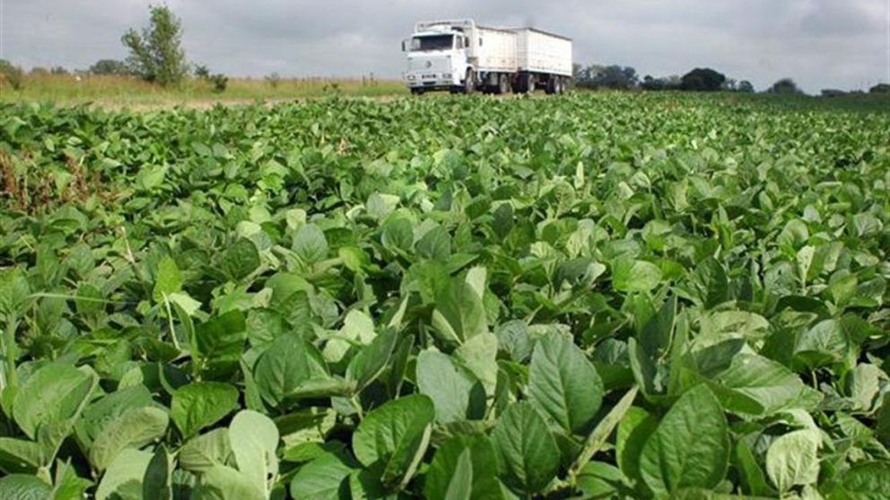 Cresud tiene campos en varios países de América latina