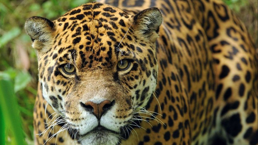 El yaguareté está en peligro de extinción