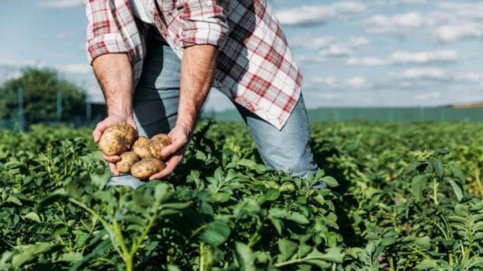 La producción de papas tiene tierra fértil en Balcarce