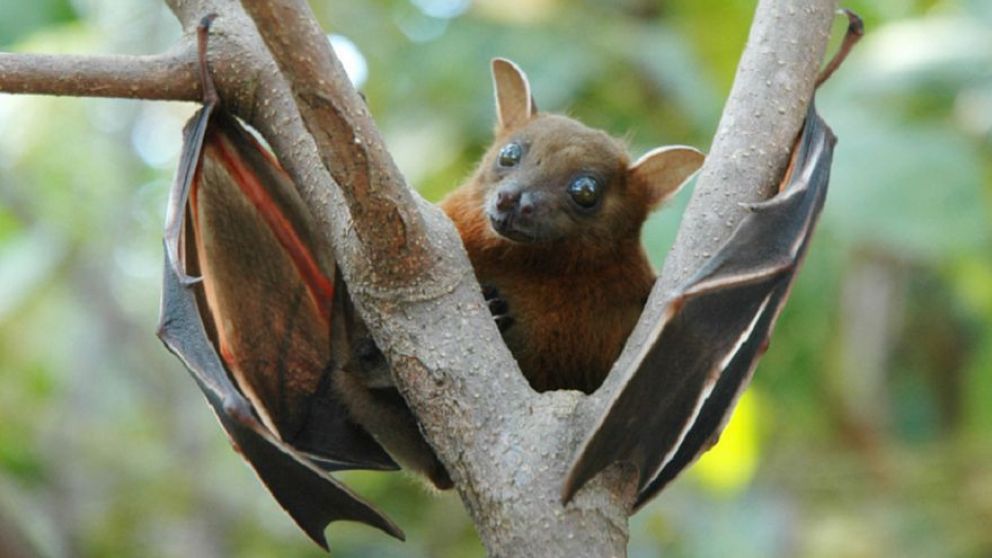 El murciélago de la fruta es el principal transmisor del ébola