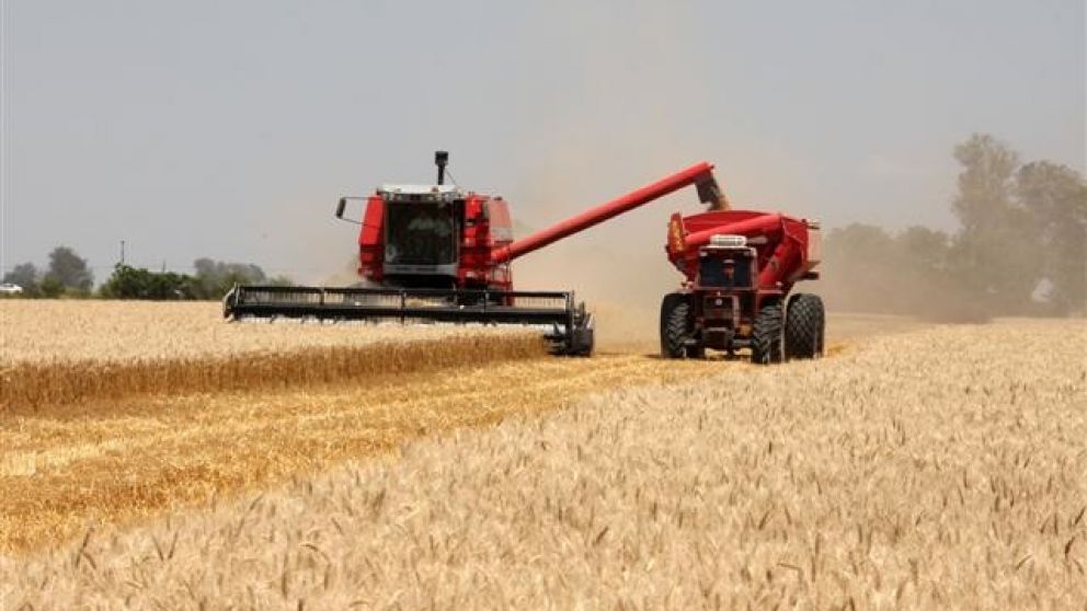 La cosecha de trigo fue de 17 millones de toneladas