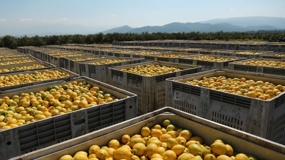 Productora de limones obtuvo financiamiento por 60 millones de dólares