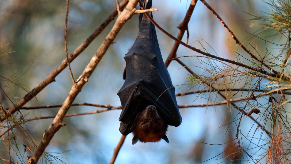 Nuevo coronavirus encontrado en cinco murciélagos