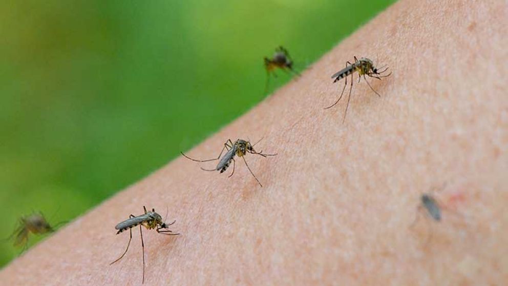 Reaparecieron los mosquitos frente a las lluvias y la humedad