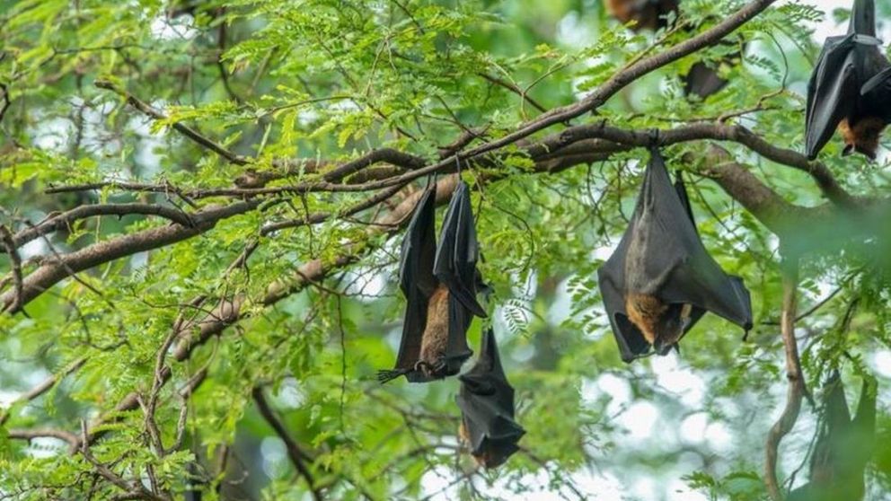 El virus fue encontrado emn murciélagos que habitaban en cuevas de Tailandia