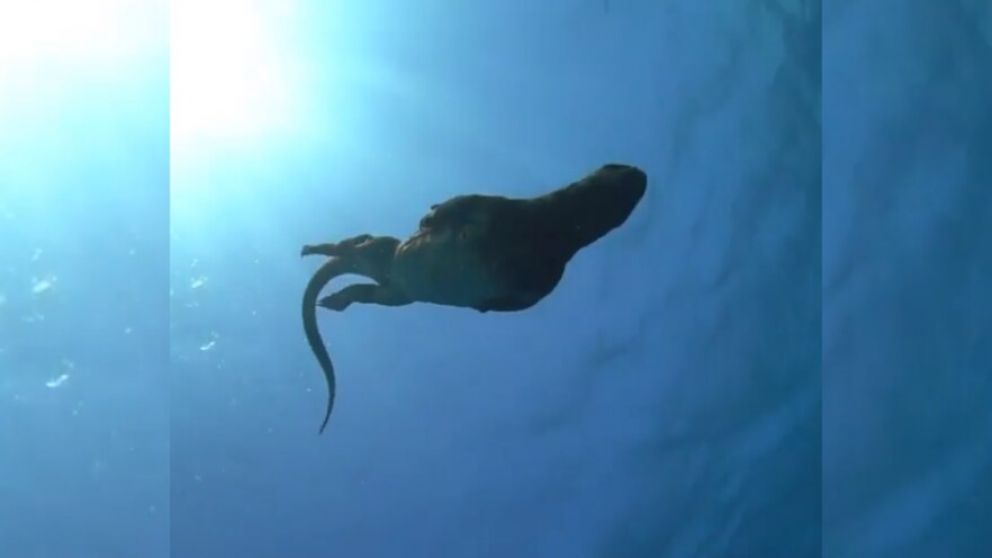 El "mini Godzilla" se vio en las islas Galápagos