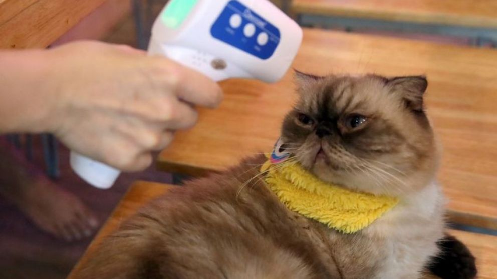 Un gato dio positivo el pasado 24 de enero