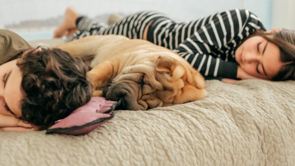 Dormir siesta ayuda a la salud
