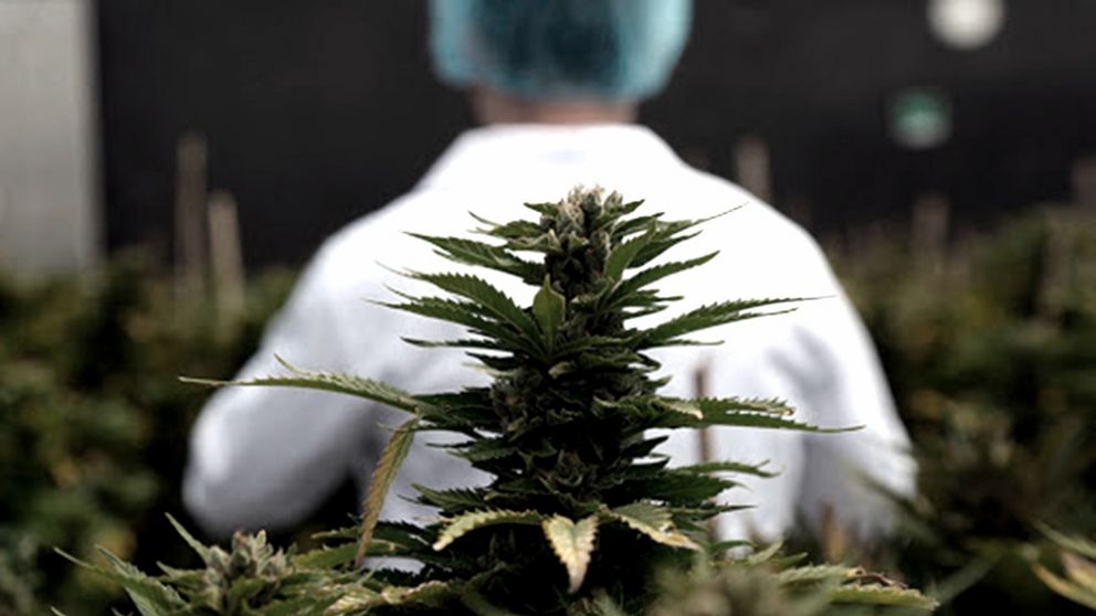Acuerdo para producir cannabis medicinal en el país