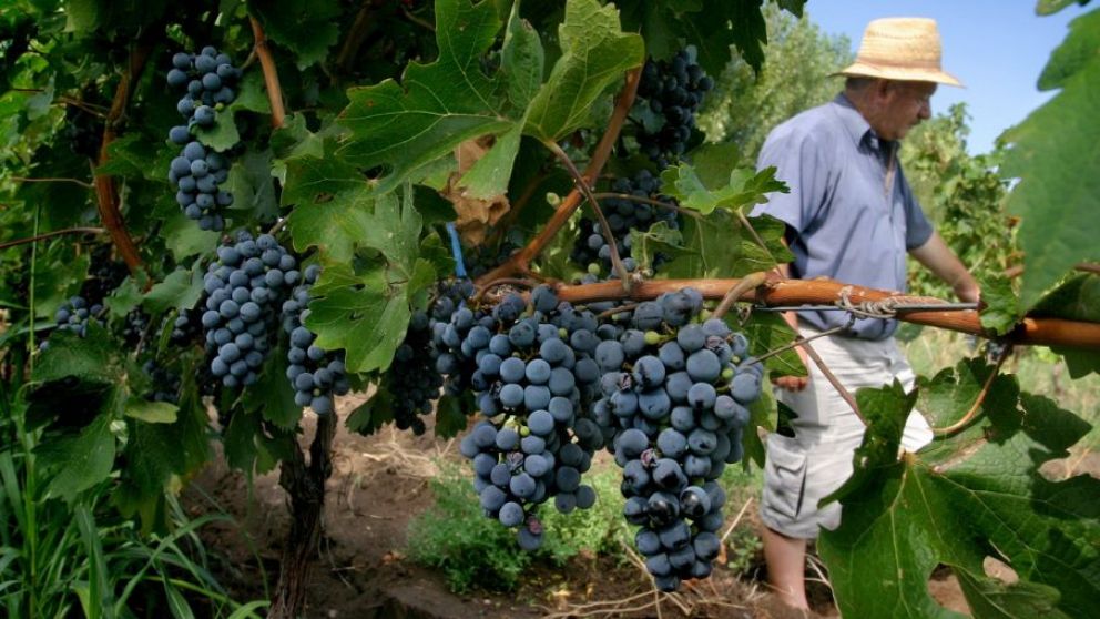 Impulsan el uso de nuevas tecnologías en cooperativas vitivinícolas