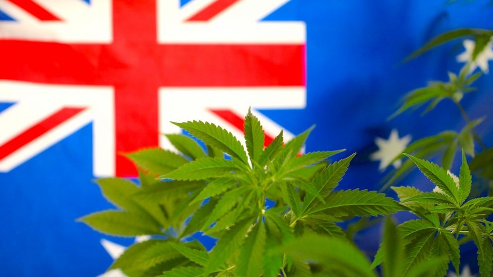 Expertos consideran que Australia liderará el mercado de cannabis