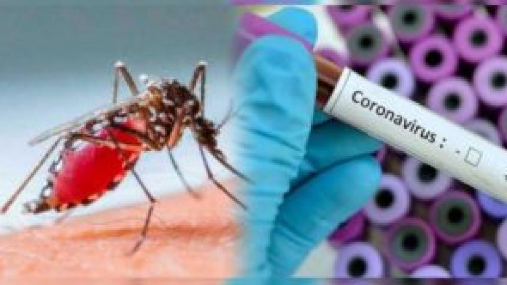 Coronavirus, dengue y salmonella 