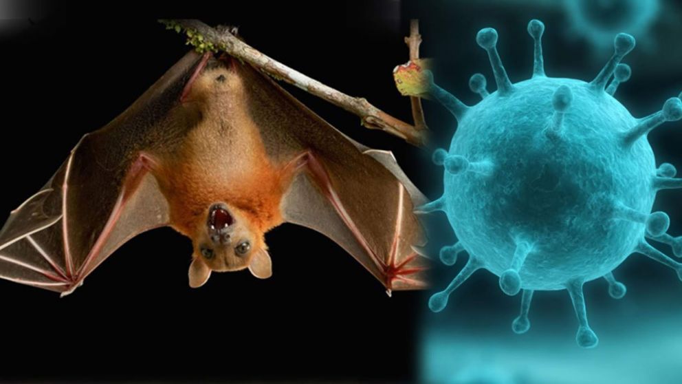 Virus Nipah: la nueva enfermedad que se podría propagar