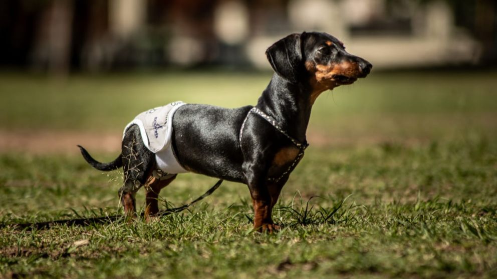 ECOpets, barbijos reutilizables para perros y gatos