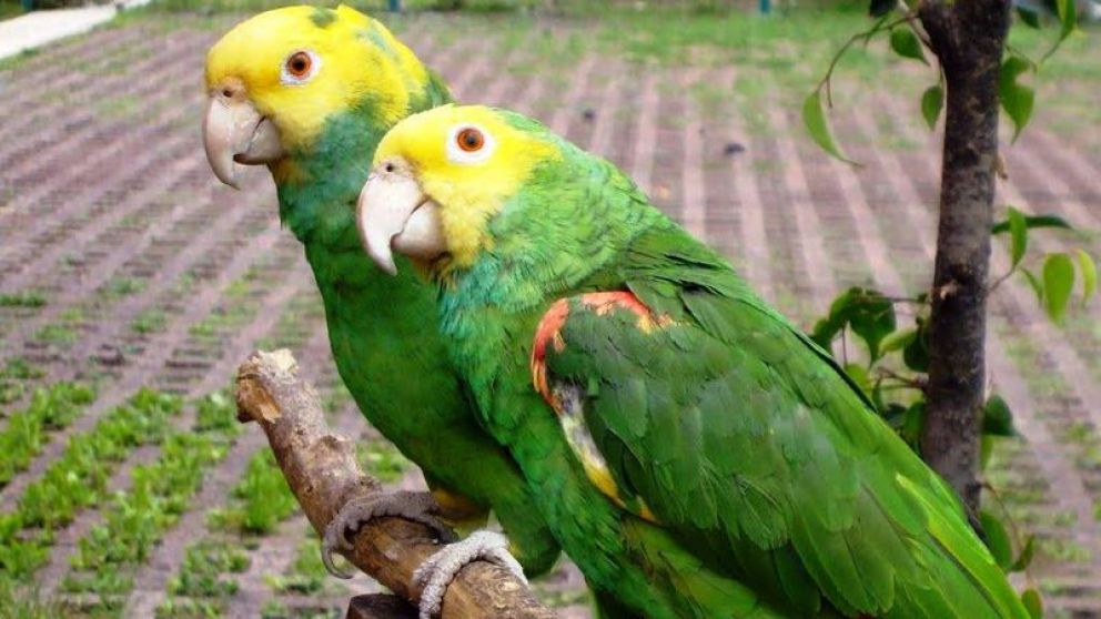 Alerta por la enfermedad transmitida por aves salvajes