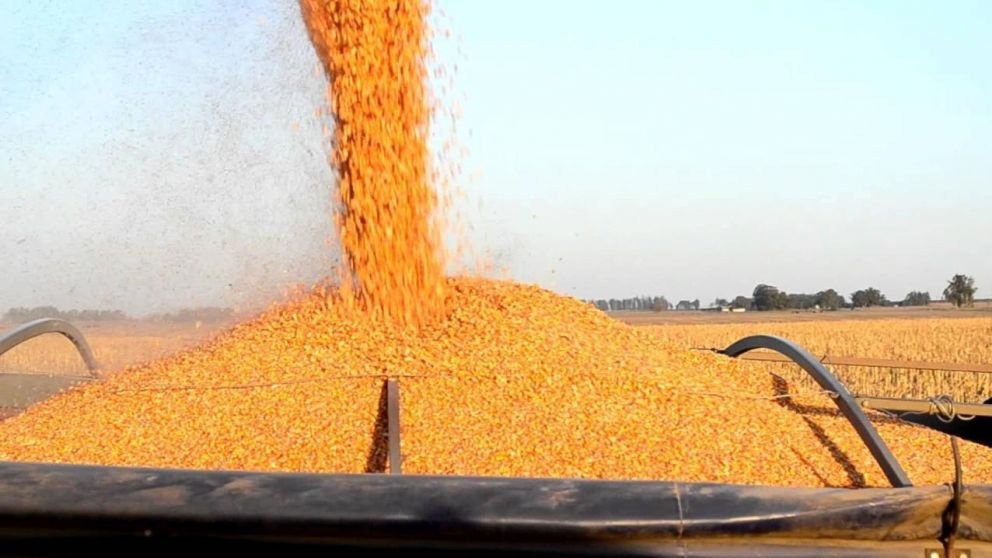  Cu�l es la nueva condici�n para exportar granos de ma�z�