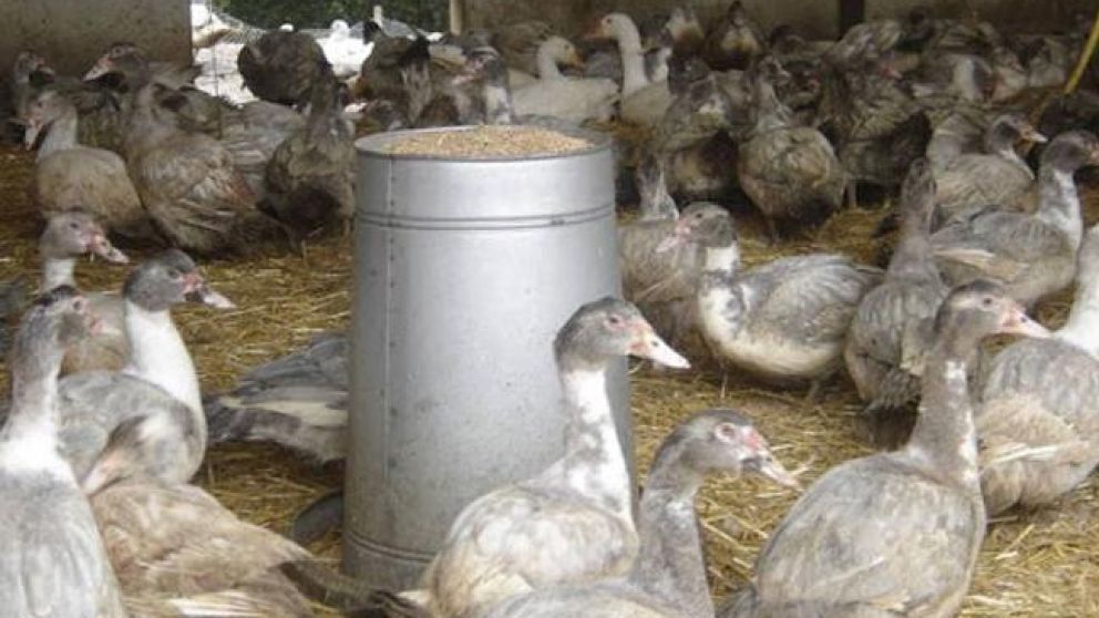 Francia ordena sacrificar aves de corral en casi 100 municipios para contener brotes de gripe aviar