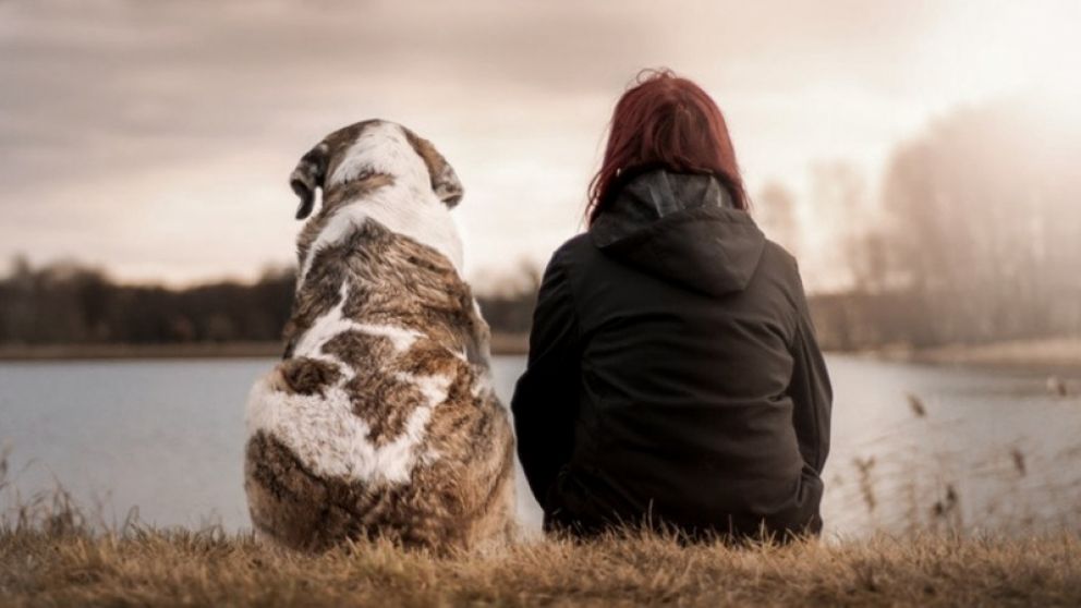 Cuidar correctamente a tu mascota durante las fiestas es fundamental para evitar que sufra episodios de estrés
