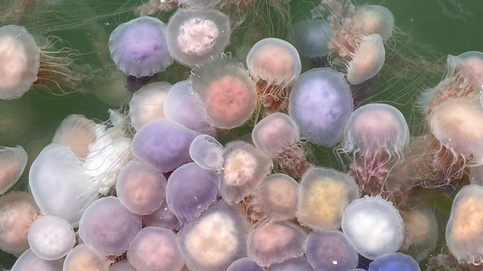 Aguas vivas de la especie Chrysaora lactea en Punta del Este