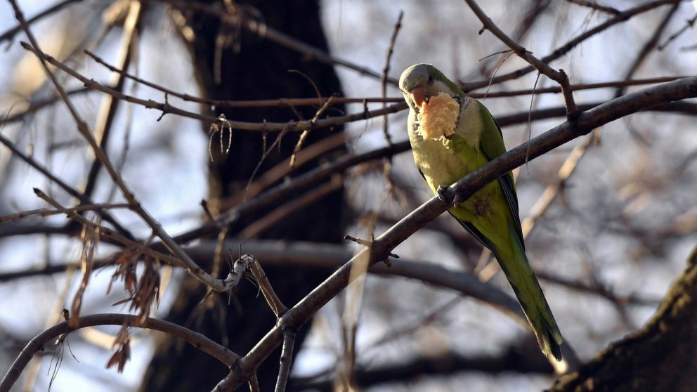 Las cotorras fueron declaradas plaga en distintas partes del país