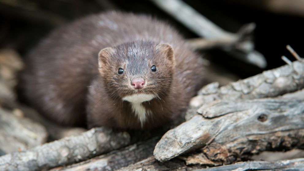 A principio de noviembre Dinamarca sacrificó más de 17 millones de visones