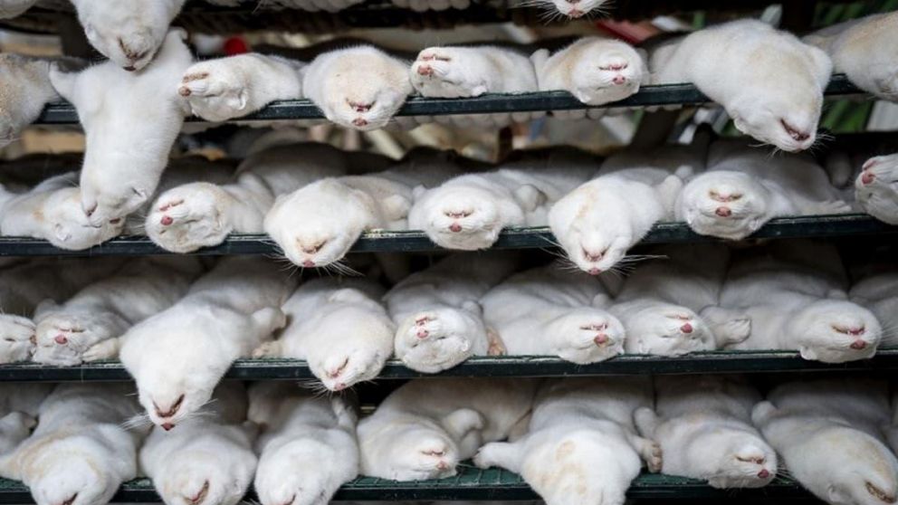 Irlanda ordenó sacrificar visones criados en granja