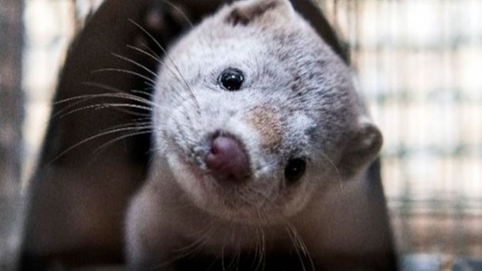 Nuevos países con alerta de coronavirus en visones