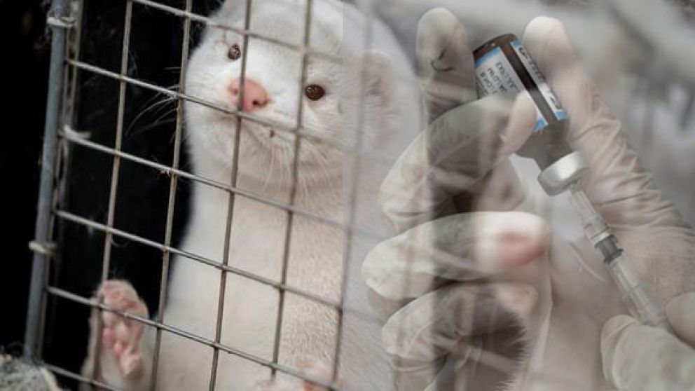 Las vacunas no sería rendirían ante las nuevas mutaciones